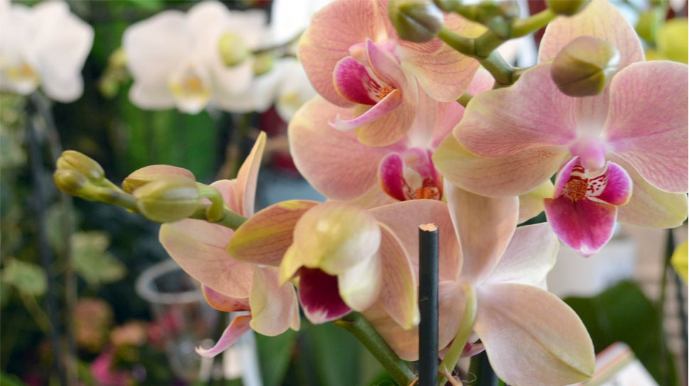 Find Orchids and other Exotic Plants and Flowers at Dave's