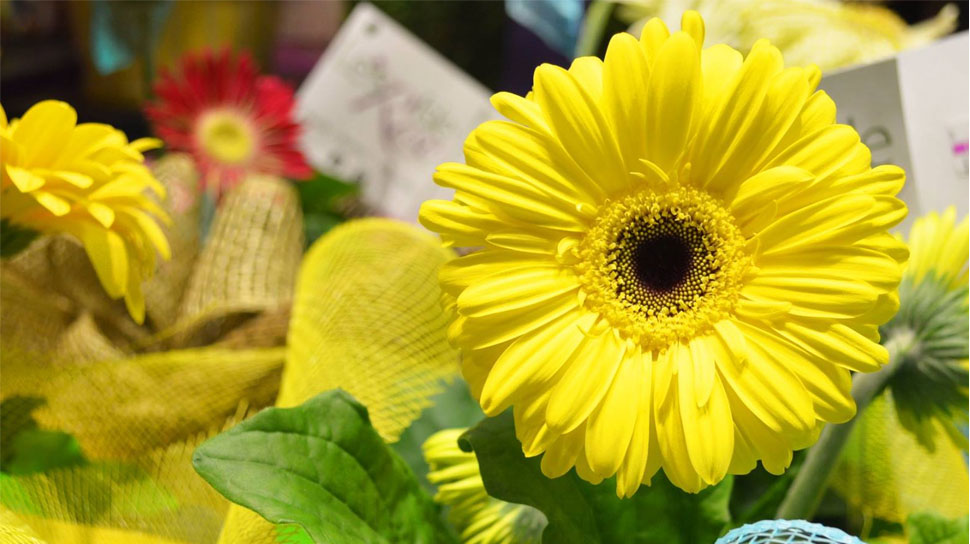 Bright yellow Gerbera Daisies at Dave's Fresh Marketpalce