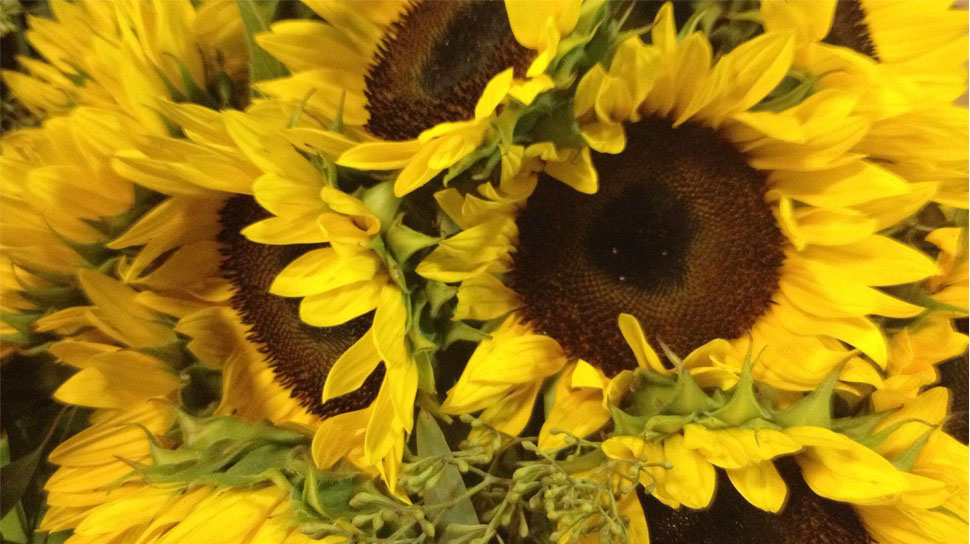 Freshly cut Sunflowers at Dave's Fresh Marketplace