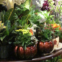 Dish Gardens available at Dave's Fresh Marketplace