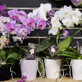 Flowering Plants available at Dave's Fresh Marketplace