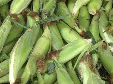 Locally grown Rhode Island corn on the cob