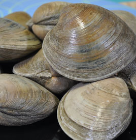 Rhode Island clams ready for cooking